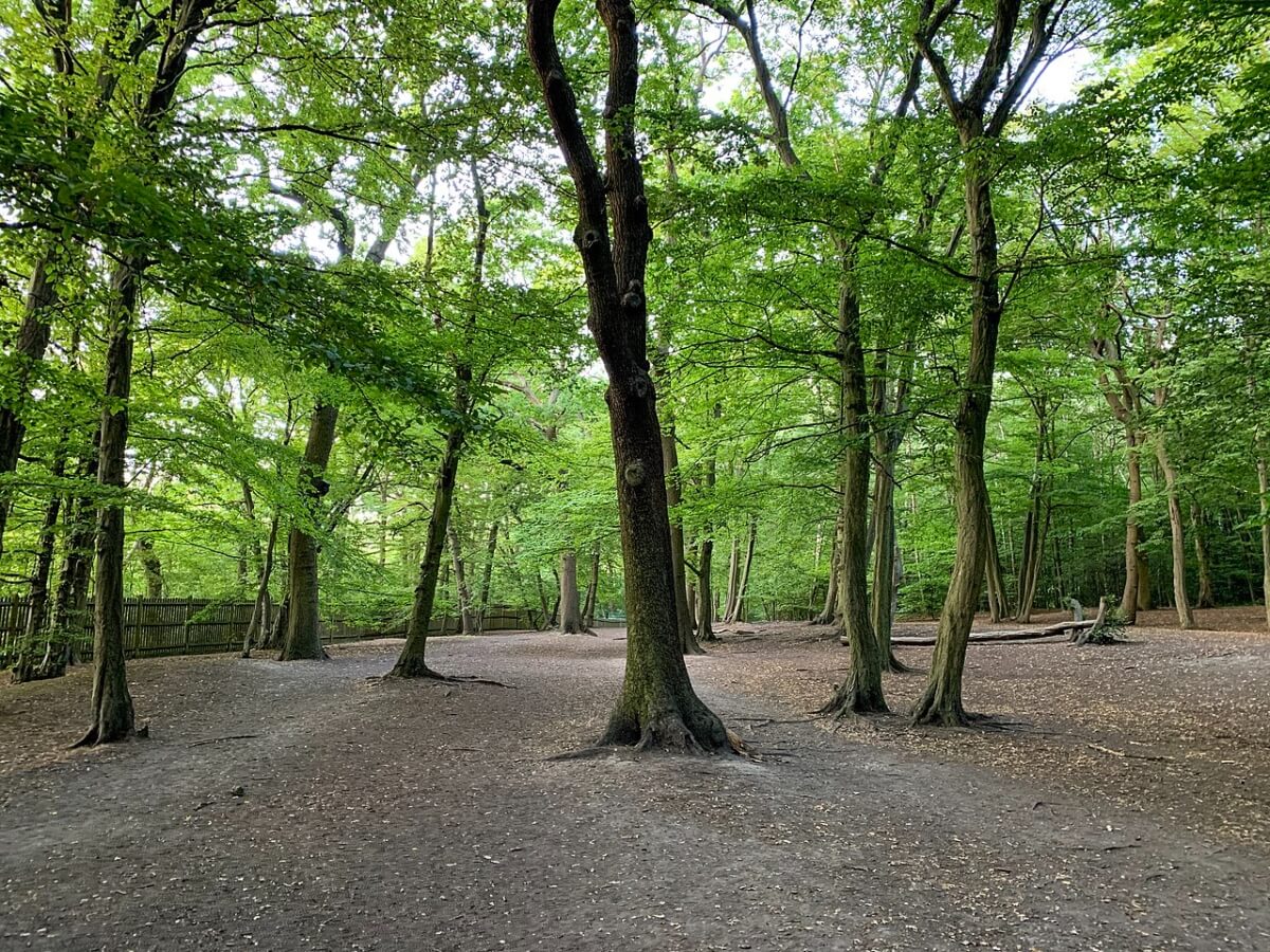 Highgate Wood