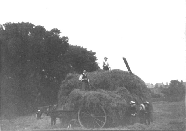 Haymaking on a Field, Crouch End, 1908